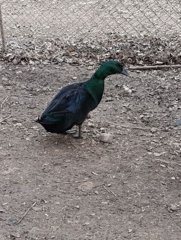 Great Wall: Kayuqa erkəkdi disi yoxdu deye satiram Məhsul: Qara ördək (şəffaf lalafo.az -da — 5 Great Wall: Kayuqa erkəkdi disi yoxdu deye satiram Məhsul: Qara ördək (şəffaf — 5