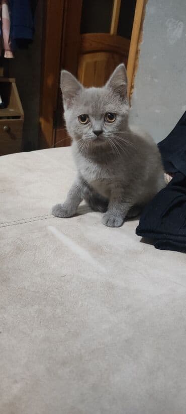 100azn. Shotland 3aylıq dişi. wc rahat sekilde oyrenib torpaga edir lalafo.az -da 100azn. Shotland 3aylıq dişi. wc rahat sekilde oyrenib torpaga edir