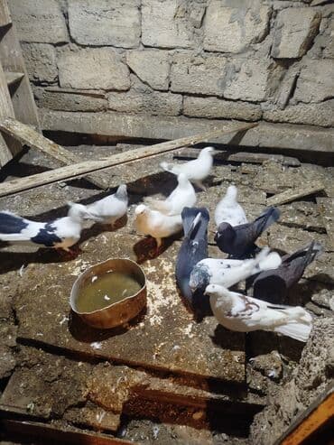 Ev göyərçinləri – müxtəlif rəng və naxışlarda Məhsul təsviri: - lalafo.az -da Ev göyərçinləri – müxtəlif rəng və naxışlarda Məhsul təsviri: -