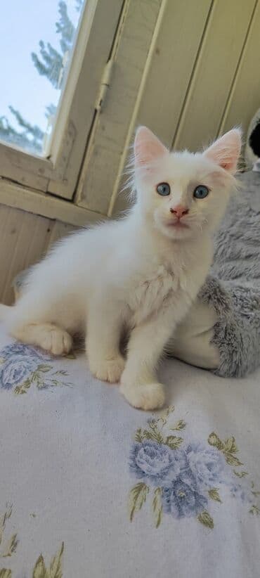 Yaxşı əllərə lalafo.az -da Yaxşı əllərə