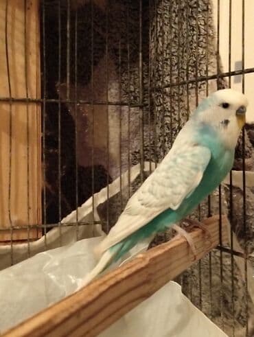 1 illik erkək valnister Barter yoxdur .Ünvan əhmədli Metro içinə lalafo.az -da 1 illik erkək valnister Barter yoxdur .Ünvan əhmədli Metro içinə