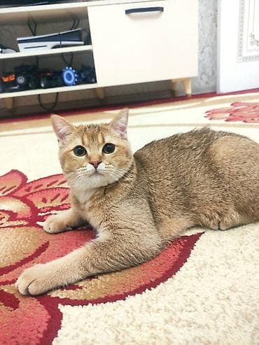 Qızıl şinşilla, Erkək, Yaxşı əllərə, Ünvandan götürmə lalafo.az -da Qızıl şinşilla, Erkək, Yaxşı əllərə, Ünvandan götürmə