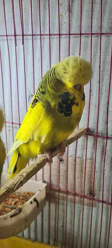 Other bird meat: Növ: İngilis şapalaqbaş (show) büdcir (dalğalı papağan) Rəng: Parlaq lalafo.az -da — 2 Other bird meat: Növ: İngilis şapalaqbaş (show) büdcir (dalğalı papağan) Rəng: Parlaq — 2