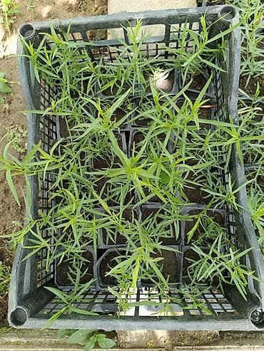 Terxun witilleri.her fesil ekile bilir.dadina soz yox.bir torpagda 5il lalafo.az -da Terxun witilleri.her fesil ekile bilir.dadina soz yox.bir torpagda 5il