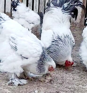 Toyuq, Brama, Damazlıq, Ödənişli çatdırılma lalafo.az -da Toyuq, Brama, Damazlıq, Ödənişli çatdırılma