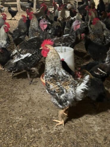 Toyuq, Damazlıq lalafo.az -da Toyuq, Damazlıq