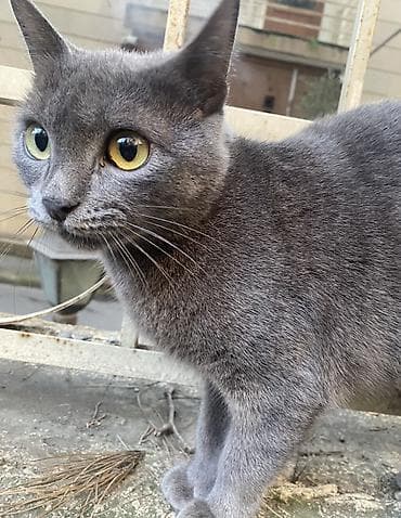 Boz tüklü pişik - Rəng: bərk boz (kül rəngi), yumuşaq və sıx tüklü - lalafo.az -da Boz tüklü pişik - Rəng: bərk boz (kül rəngi), yumuşaq və sıx tüklü -