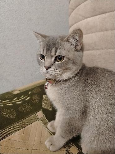 Şotland lalafo.az -da Şotland