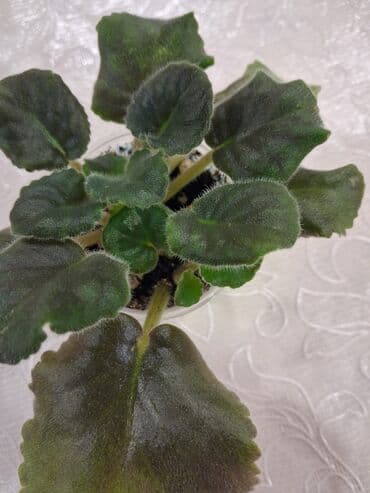 Ravon: Фиалка АВ- Переменная Облачность. В стакане детка и лист с детской at lalafo.az — 2 Ravon: Фиалка АВ- Переменная Облачность. В стакане детка и лист с детской — 2