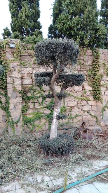 Ландшафтные работы: Bağ üçün dekorativ zeytun ağaclarının formaverilməsi və budama xidməti at lalafo.az — 3 Ландшафтные работы: Bağ üçün dekorativ zeytun ağaclarının formaverilməsi və budama xidməti — 3