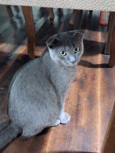 Şotland yastı qulaq, Erkək, Ödənişli çatdırılma lalafo.az -da Şotland yastı qulaq, Erkək, Ödənişli çatdırılma