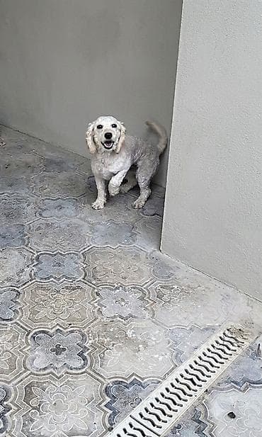 Pudel, 2 il, Dişi lalafo.az -da Pudel, 2 il, Dişi