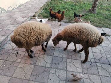 7-8 aylıq toğlulardı qiymət ikisinə aiddir lalafo.az -da 7-8 aylıq toğlulardı qiymət ikisinə aiddir