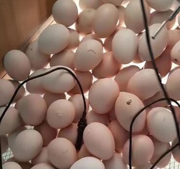 Şekilde gorduyunuz heyratı xoruzları Çaylı yumurtaları satılır irak lalafo.az -da Şekilde gorduyunuz heyratı xoruzları Çaylı yumurtaları satılır irak