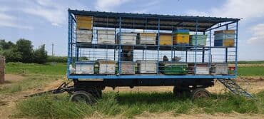 Arı ucun Qoşqu satılır TƏCİLİ Goranboyda və onunla birlikdə: 30 əd lalafo.az -da Arı ucun Qoşqu satılır TƏCİLİ Goranboyda və onunla birlikdə: 30 əd