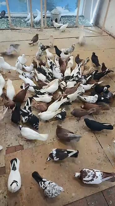 Təcili satılır. Sağlam quşlardı. Quşun biri 10 Azn lalafo.az -da Təcili satılır. Sağlam quşlardı. Quşun biri 10 Azn