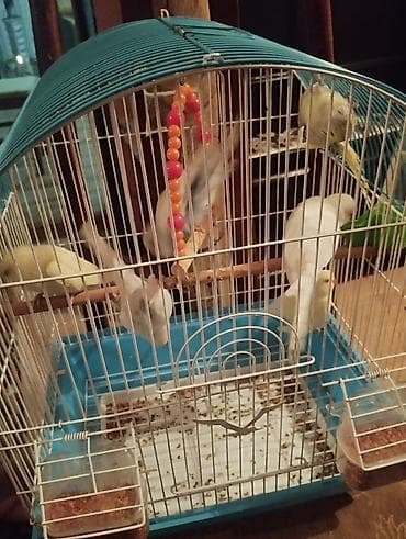 Məhsul: Qəfəs və dalğıc fındıq dimdikli kiçik paraketlər (ağ və açıq lalafo.az -da Məhsul: Qəfəs və dalğıc fındıq dimdikli kiçik paraketlər (ağ və açıq