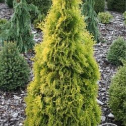 Удобрения: Thuja toxumları, sərv, Arizona sərv, mavi thuja, qərb thuja və şərq at lalafo.az — 23 Удобрения: Thuja toxumları, sərv, Arizona sərv, mavi thuja, qərb thuja və şərq — 23