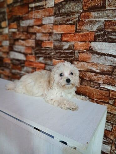 Bolonka, 2 ay, Dişi, Peyvəndli lalafo.az -da Bolonka, 2 ay, Dişi, Peyvəndli