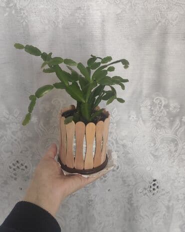 Dekabrist lalafo.az -da Dekabrist