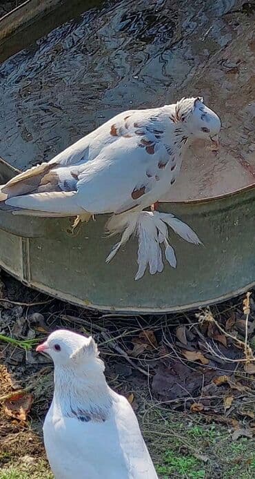 Tam sağlam Qızğın Erkəy di lalafo.az -da Tam sağlam Qızğın Erkəy di