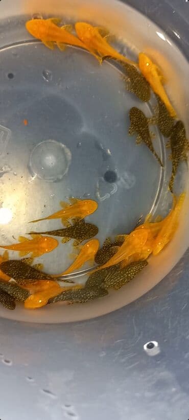 Balıqlar: Ansistrus, Ünvandan götürmə, Ödənişli çatdırılma lalafo.az -da — 3 Balıqlar: Ansistrus, Ünvandan götürmə, Ödənişli çatdırılma — 3