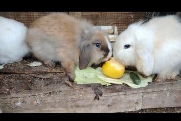 Miniatür asmaqulaq dekorativ dovşanlar - Cins: kiçik ölçülü lalafo.az -da Miniatür asmaqulaq dekorativ dovşanlar - Cins: kiçik ölçülü