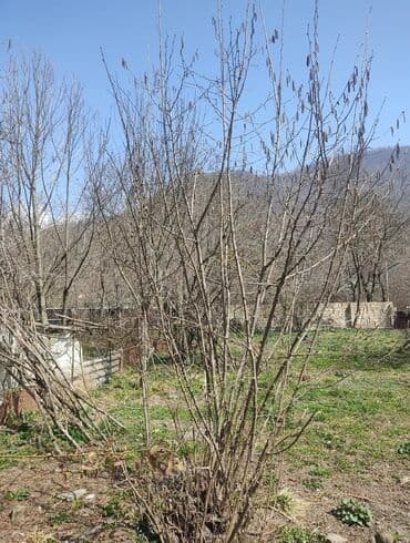 Реечные панели: 10 соток, Для бизнеса, Возможен обмен, Купчая at lalafo.az — 11 Реечные панели: 10 соток, Для бизнеса, Возможен обмен, Купчая — 11