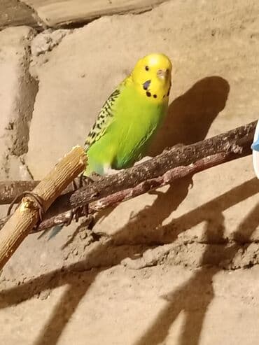 Herkese salam artıq cutduler yaxinda yumuta qoyacaqlar isdiyen deye lalafo.az -da Herkese salam artıq cutduler yaxinda yumuta qoyacaqlar isdiyen deye