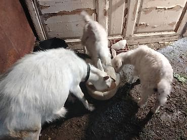 Salam 3 cu qarna dogub 2 bala 1 erkek biri disi. Balalari ayirmisam lalafo.az -da Salam 3 cu qarna dogub 2 bala 1 erkek biri disi. Balalari ayirmisam