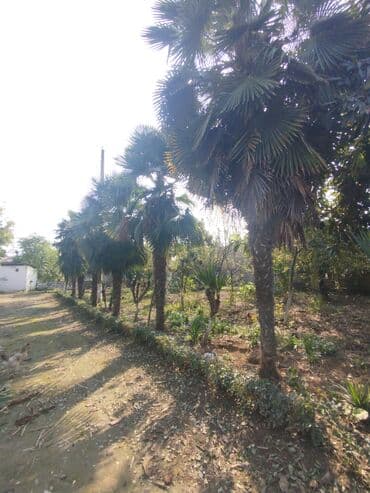 Landşaft üçün palm ağacları – canlı dekorativ plantasiyalar - Növ lalafo.az -da Landşaft üçün palm ağacları – canlı dekorativ plantasiyalar - Növ