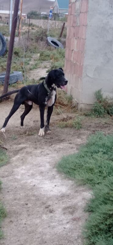 İt üçün boyunluq və zəncir dəsti. - Rəng: zeytun-yaşıl (boyunluq) lalafo.az -da İt üçün boyunluq və zəncir dəsti. - Rəng: zeytun-yaşıl (boyunluq)