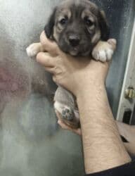 2 ay, Erkek, Ünvandan götürmə lalafo.az -da 2 ay, Erkek, Ünvandan götürmə