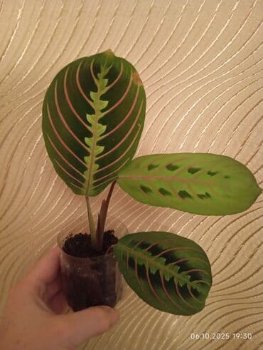 Otaq bitkiləri.Votsap aktiv yaza bilərsiniz ya səs atın zənglərə cavab lalafo.az -da Otaq bitkiləri.Votsap aktiv yaza bilərsiniz ya səs atın zənglərə cavab