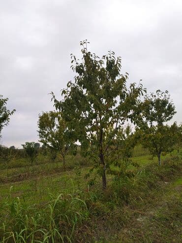 252 sot, Kənd təsərrüfatı, Makler, Kupça (Çıxarış) lalafo.az -da 252 sot, Kənd təsərrüfatı, Makler, Kupça (Çıxarış)