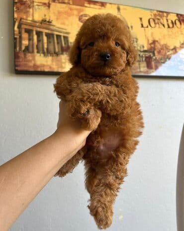 Pudel, 2 ay, Erkek lalafo.az -da Pudel, 2 ay, Erkek