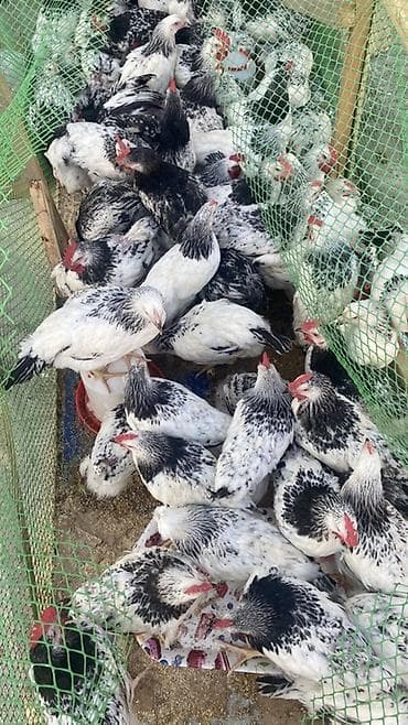 Çolpalar masazırdadı
Diri cekiisi 1kq 1kq100qr den çoxdu
Serbirstdi lalafo.az -da Çolpalar masazırdadı
Diri cekiisi 1kq 1kq100qr den çoxdu
Serbirstdi