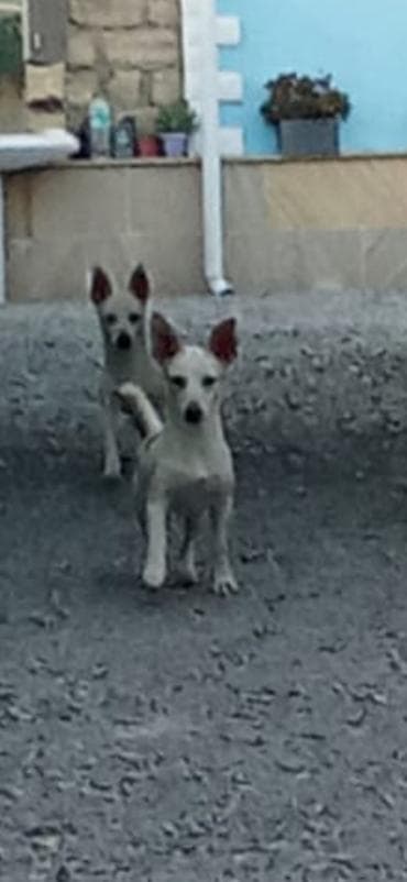 1 ay, Erkek, Rayonlara çatdırılma, Ünvandan götürmə, Ödənişli çatdırılma lalafo.az -da 1 ay, Erkek, Rayonlara çatdırılma, Ünvandan götürmə, Ödənişli çatdırılma
