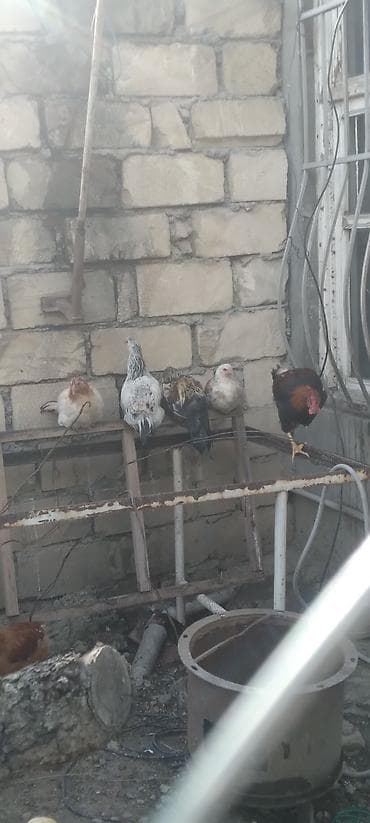 Toyuq, Damazlıq lalafo.az -da Toyuq, Damazlıq