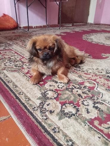 Pekines, 8 ay, Dişi, Pulsuz çatdırılma lalafo.az -da Pekines, 8 ay, Dişi, Pulsuz çatdırılma