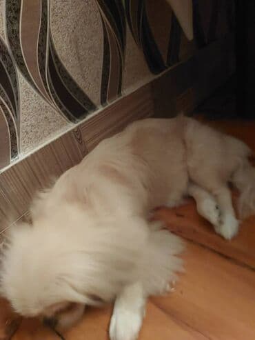 Pekines, 6 ay, Dişi, Peyvəndli, Ödənişli çatdırılma, Ünvandan götürmə lalafo.az -da Pekines, 6 ay, Dişi, Peyvəndli, Ödənişli çatdırılma, Ünvandan götürmə