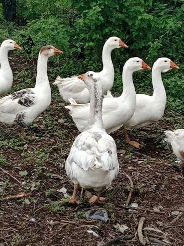 Erkək, Ətlik, Ödənişli çatdırılma lalafo.az -da Erkək, Ətlik, Ödənişli çatdırılma