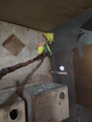 Hazır bala verən cüt nerazluçniklər.Tam sağlam quşlardır öz lalafo.az -da Hazır bala verən cüt nerazluçniklər.Tam sağlam quşlardır öz