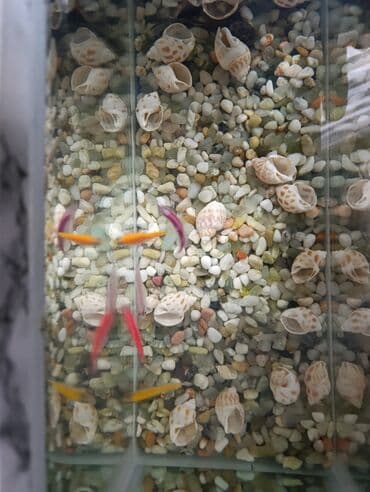 Akvarium dəsti satılır – ucuz qiymətə 📦 Dəstə daxildir: 1x akvarium lalafo.az -da Akvarium dəsti satılır – ucuz qiymətə 📦 Dəstə daxildir: 1x akvarium