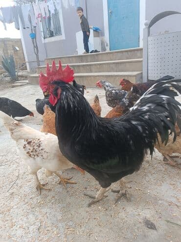 Toyuq, Yumurtalıq lalafo.az -da Toyuq, Yumurtalıq