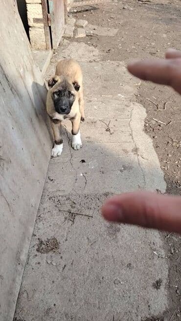 Qurdbasar, 2 ay, Erkek, Ünvandan götürmə lalafo.az -da Qurdbasar, 2 ay, Erkek, Ünvandan götürmə