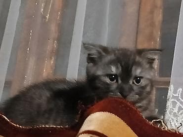 Yaxşı əllərə lalafo.az -da Yaxşı əllərə