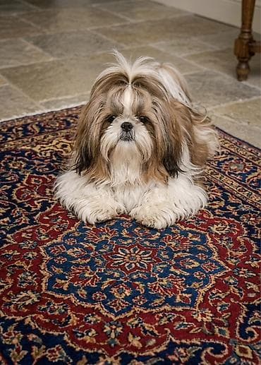 Şitzu erkek cüt üçün duwur axdarılır lalafo.az -da Şitzu erkek cüt üçün duwur axdarılır