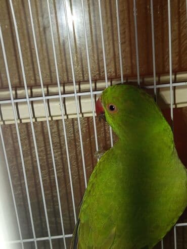 Pakistan papuqayi tam danismaga oyredilmeye hazir dişi 10 ayliq tam lalafo.az -da Pakistan papuqayi tam danismaga oyredilmeye hazir dişi 10 ayliq tam