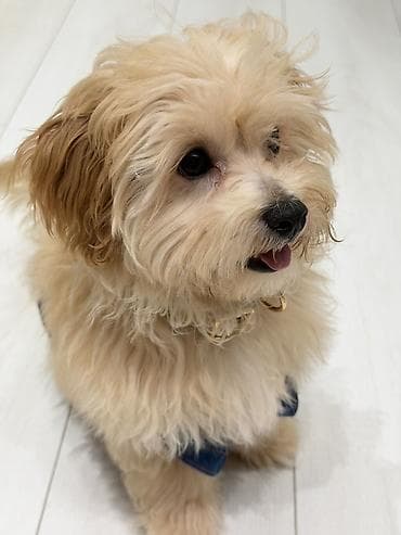 4ayliq cox shirin erkek maltipo puppy. Bütün komandaları bilir. Çox lalafo.az -da 4ayliq cox shirin erkek maltipo puppy. Bütün komandaları bilir. Çox